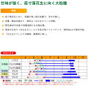 【新種】おおまさりネオ 1リットル 約350粒 落花生 種 渡辺農事 家庭菜園 オオマサリネオ らっかせい 3