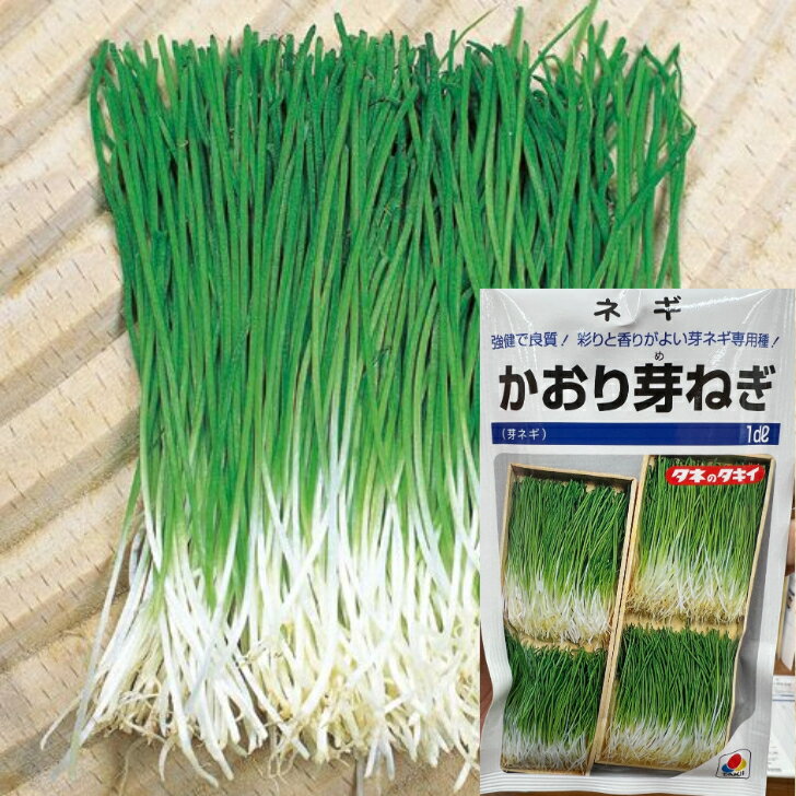 かおり芽ネギ 種 1dl タキイ種苗 寿司 栽培 冬 プランター 初心者 プロ向け 大袋 畑 葱 種 ねぎ 一本ネギ タネ 長ネギ 野菜 家庭菜園 農家 セレク...