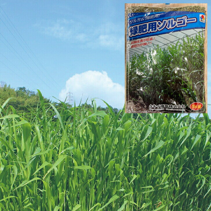 【送料無料】緑肥 ソルゴー 芝草 種子 ソルガム 1kg 緑肥用 タキイ種苗 家庭菜園 農業用