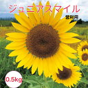 【送料無料】ひまわり ジュニアスマイル 0.5kg 景観用 営利 タキイ種苗