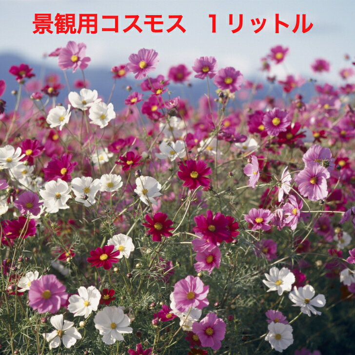【送料無料】景観用 コスモス センセーション 混合 1リットル タキイ種苗