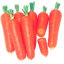 ニンジン 種 はまべに 五寸 コート 10000粒 種 野菜 プロ向け 家庭菜園 農家 セレクト 横浜植木 にんじん 人参 たね