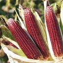 スイートコーン 種 大和ルージュ 大和農園 ヤマトルージュ タネ 野菜 プロ向け 家庭菜園 農家 セレクト たね 小袋 40粒 1dl 5dl 大袋 営利用