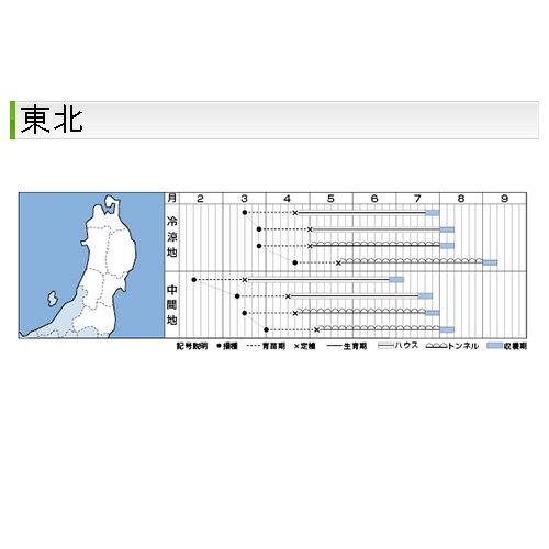 ミニトマト TY千果 1000粒 ペレット2L 小袋 大袋 営利用 タキイ 種 苗 野菜 タネ プロ向け 家庭菜園 農家 セレクト たね 3