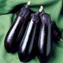 とげなし千両二号 ナス 1000粒 大袋 営利用 タキイ 種 苗 野菜 タネ プロ向け 家庭菜園 農家 セレクト たね