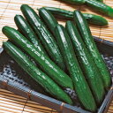 キュウリ VR夏すずみ 350粒 きゅうり 胡瓜 大袋 営利用 タキイ 種 苗 野菜 タネ プロ向け 家庭菜園 農家 セレクト たね