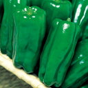 ピーマン 京ひかり 1000粒 大袋 営利用 タキイ 種 苗 野菜 タネ プロ向け 家庭菜園 農家 セレクト たね