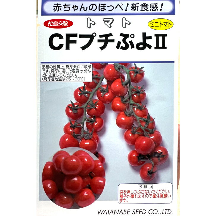 くりゆたか7 100粒 南瓜 カボチャ かぼちゃ【ヴィルモランみかど 種 たね タネ】【通常5倍 5のつく日はポイント10倍】