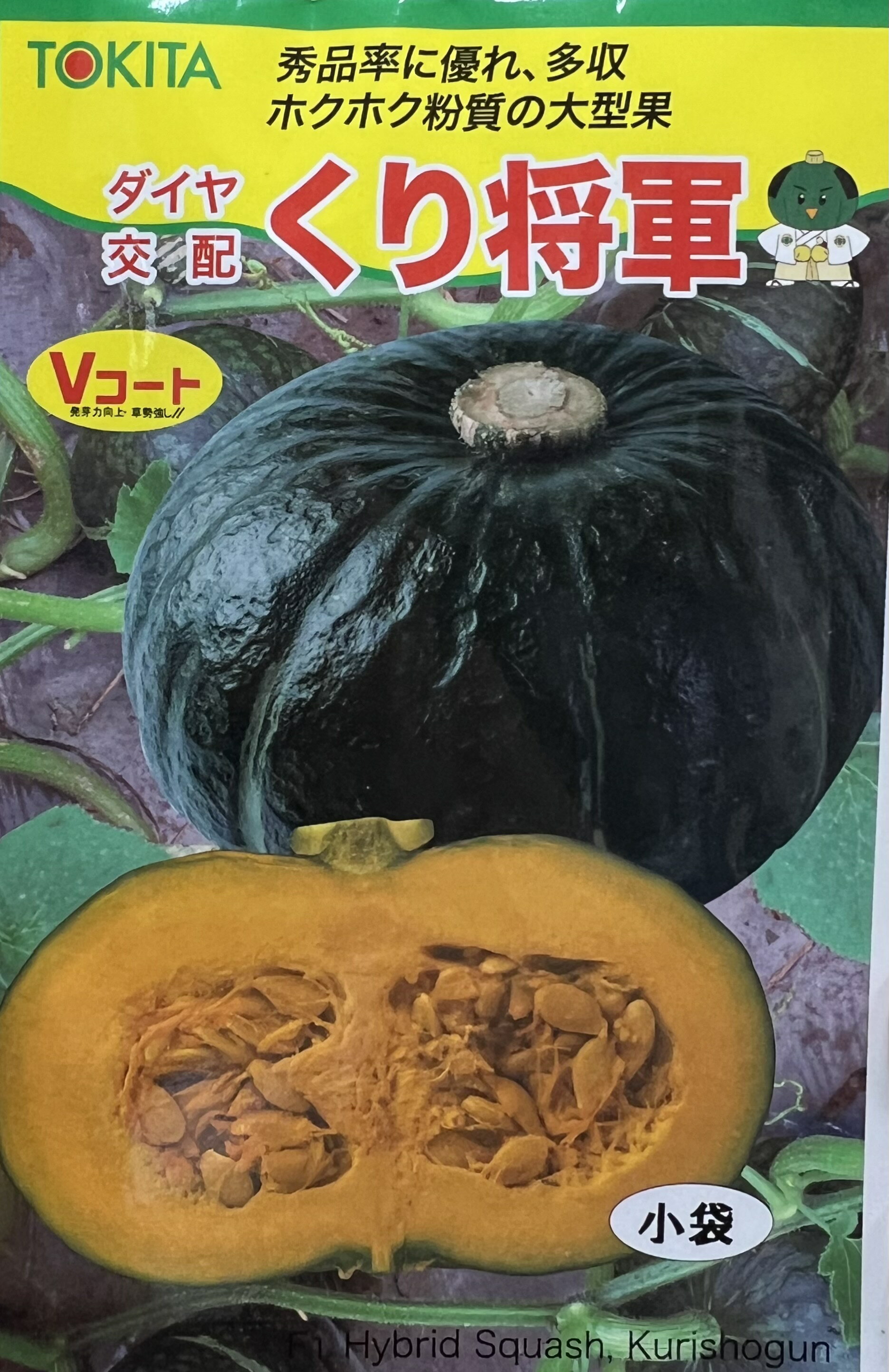 くり将軍 かぼちゃ 種 100粒 大袋 トキタ種苗 カボチャ 南瓜 家庭菜園 大袋 営利用 プロ向け タネ たね