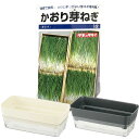 芽ネギ 種 栽培 キット かおり芽ネギ 1dl 種 タキイ種苗 寿司 栽培 家庭菜園 冬 播種 芽葱 めねぎ 芽ねぎ