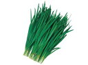 ニラ 種 スーパーグリーンベルト 武蔵野 種 苗 にら おいしい 種類 家庭菜園 プロ向け 大袋 小袋 農家 セレクト