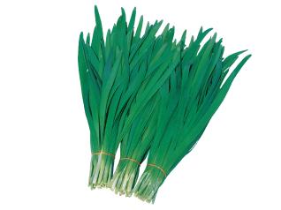 楽天市場】苗 ニラの通販