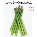 アスパラガス 種 スーパーウェルカム 20ml 1dl 実咲 小袋 大袋 営利用 サカタ の タネ 野菜 プロ向け 家庭菜園 農家 セレクト たね