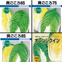 【4点セット】 白菜 種 タキイ 黄ごころ65 黄ごころ75 黄ごころ85 オレンジクイン 早生 中生 晩生 家庭菜園 ペレット 初心者 園芸