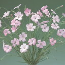 花 種 アグロステンマ 桜貝 タキイ種苗 プロ向け 家庭菜園 営利用 花のある暮らし 大量 生産 フラワー
