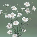 花 種 アグロステンマ オーシャンパール タキイ種苗 プロ向け 家庭菜園 営利用 花のある暮らし 大量 生産 フラワー