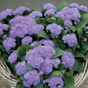 花 種 アゲラタム F1アロハブルー タキイ種苗 プロ向け 家庭菜園 営利用 花のある暮らし 大量 生産 フラワー
