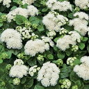 花 種 アゲラタム F1アロハホワイト タキイ種苗 プロ向け 家庭菜園 営利用 花のある暮らし 大量 生産 フラワー