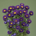 花 種 アスター ふじみパープル タキイ種苗 プロ向け 家庭菜園 営利用 花のある暮らし 大量 生産 フラワー