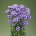 花 種 アスター ブリリアンEXブルー タキイ種苗 プロ向け 家庭菜園 営利用 花のある暮らし 大量 生産 フラワー