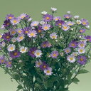 花 種 アレンジアスター ネネブルーフロスト タキイ種苗 プロ向け 家庭菜園 営利用 花のある暮らし 大量 生産 フラワー