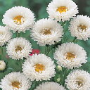 花 種 アスター 白くれない タキイ種苗 プロ向け 家庭菜園 営利用 花のある暮らし 大量 生産 フラワー
