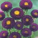 花 種 アスター 紫くれない タキイ種苗 プロ向け 家庭菜園 営利用 花のある暮らし 大量 生産 フラワー