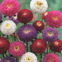 花 種 アスター ちくまポンポン混合 タキイ種苗 プロ向け 家庭菜園 営利用 花のある暮らし 大量 生産 フラワー