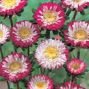 花 種 アスター 彗星 タキイ種苗 プロ向け 家庭菜園 営利用 花のある暮らし 大量 生産 フラワー