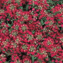 花 種 アリッサム イースターボネットディープローズ タキイ種苗 プロ向け 家庭菜園 営利用 花のある暮らし 大量 生産 フラワー
