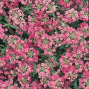 花 種 アリッサム イースターボネットディープピンク タキイ種苗 プロ向け 家庭菜園 営利用 花のある暮らし 大量 生産 フラワー