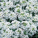 花 種 アリッサム イースターボネットホワイト タキイ種苗 プロ向け 家庭菜園 営利用 花のある暮らし 大量 生産 フラワー