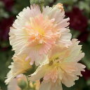 花 種 アルセア スプリングセレブリティーズアプリコット タキイ種苗 プロ向け 家庭菜園 営利用 花のある暮らし 大量 生産 フラワー