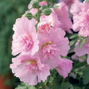 花 種 アルセア スプリングセレブリティーズピンク タキイ種苗 プロ向け 家庭菜園 営利用 花のある暮らし 大量 生産 フラワー