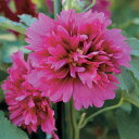 花 種 アルセア スプリングセレブリティーズパープル タキイ種苗 プロ向け 家庭菜園 営利用 花のある暮らし 大量 生産 フラワー