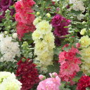 花 種 アルセア スプリングセレブリティーズミックス タキイ種苗 プロ向け 家庭菜園 営利用 花のある暮らし 大量 生産 フラワー