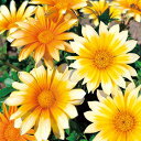 花 種 ガザニア F1ザニーサニーサイドアップ タキイ種苗 プロ向け 家庭菜園 営利用 花のある暮らし 大量 生産 フラワー