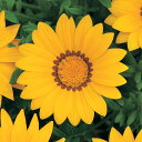 花 種 ガザニア F1ニューデイイエロー タキイ種苗 プロ向け 家庭菜園 営利用 花のある暮らし 大量 生産 フラワー