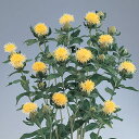 花 種 カルサムス 丸葉黄花種 タキイ種苗 プロ向け 家庭菜園 営利用 花のある暮らし 大量 生産 フラワー