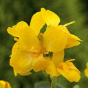 花 種 カンナ F1サウスパシフィックイエロー タキイ種苗 プロ向け 家庭菜園 営利用 花のある暮らし 大量 生産 フラワー