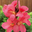 花 種 カンナ F1サウスパシフィックローズ タキイ種苗 プロ向け 家庭菜園 営利用 花のある暮らし 大量 生産 フラワー