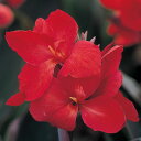 花 種 カンナ トロピカルブロンズスカーレット タキイ種苗 プロ向け 家庭菜園 営利用 花のある暮らし 大量 生産 フラワー