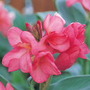 花 種 カンナ トロピカルローズ タキイ種苗 プロ向け 家庭菜園 営利用 花のある暮らし 大量 生産 フラワー