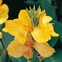 花 種 カンナ トロピカルイエロー タキイ種苗 プロ向け 家庭菜園 営利用 花のある暮らし 大量 生産 フラワー