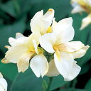 花 種 カンナ トロピカルホワイト タキイ種苗 プロ向け 家庭菜園 営利用 花のある暮らし 大量 生産 フラワー