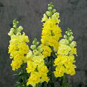 花 種 金魚草 F1ブラストイエロー タキイ種苗 プロ向け 家庭菜園 営利用 花のある暮らし 大量 生産 フラワー