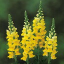 花 種 金魚草 F1レジェゴールド タキイ種苗 プロ向け 家庭菜園 営利用 花のある暮らし 大量 生産 フラワー