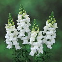 花 種 金魚草 F1レジェスノー タキイ種苗 プロ向け 家庭菜園 営利用 花のある暮らし 大量 生産 フラワー
