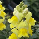 花 種 金魚草 F1ポップアップイエロー タキイ種苗 プロ向け 家庭菜園 営利用 花のある暮らし 大量 生産 フラワー