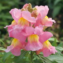花 種 金魚草 F1ポップアップピンク タキイ種苗 プロ向け 家庭菜園 営利用 花のある暮らし 大量 生産 フラワー